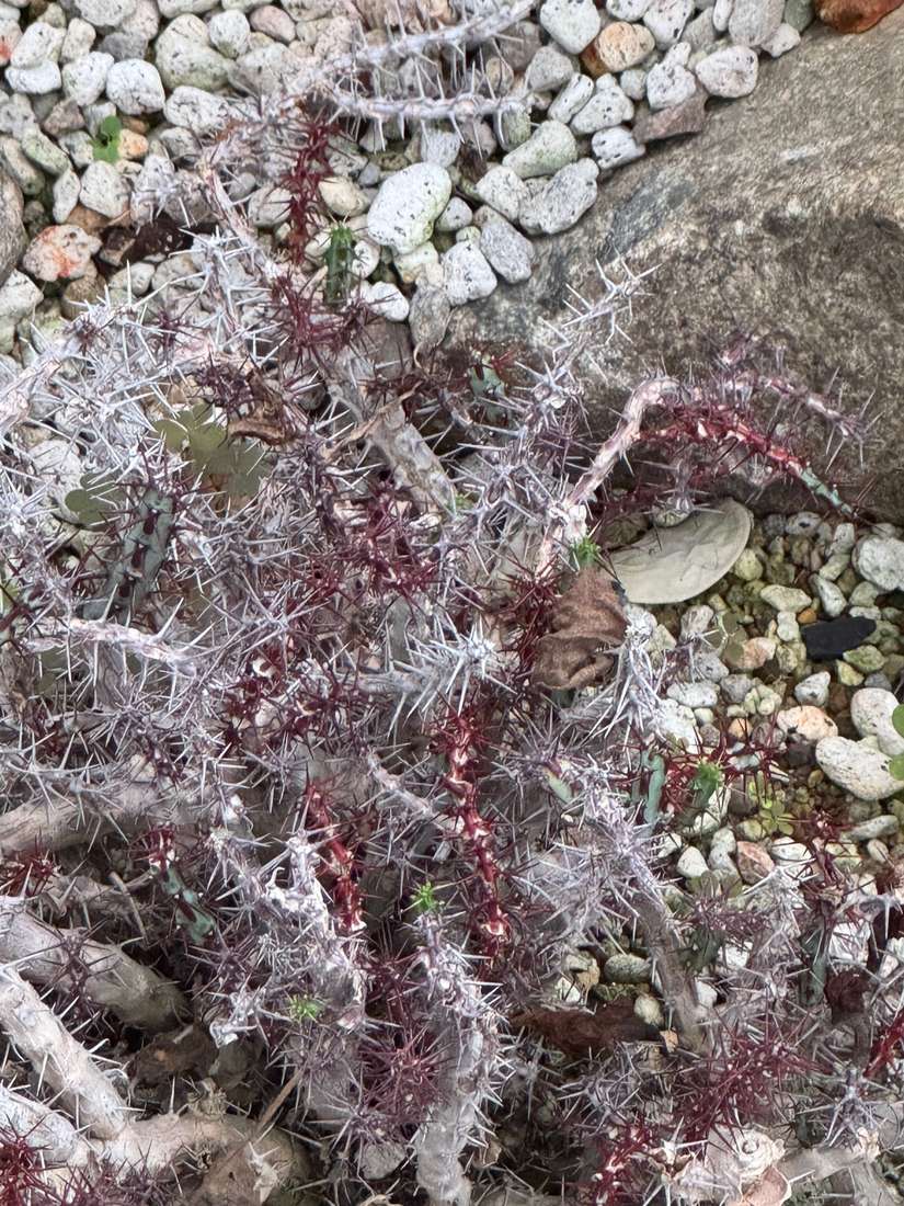 エウフォルビア・アエルギノーサ 1