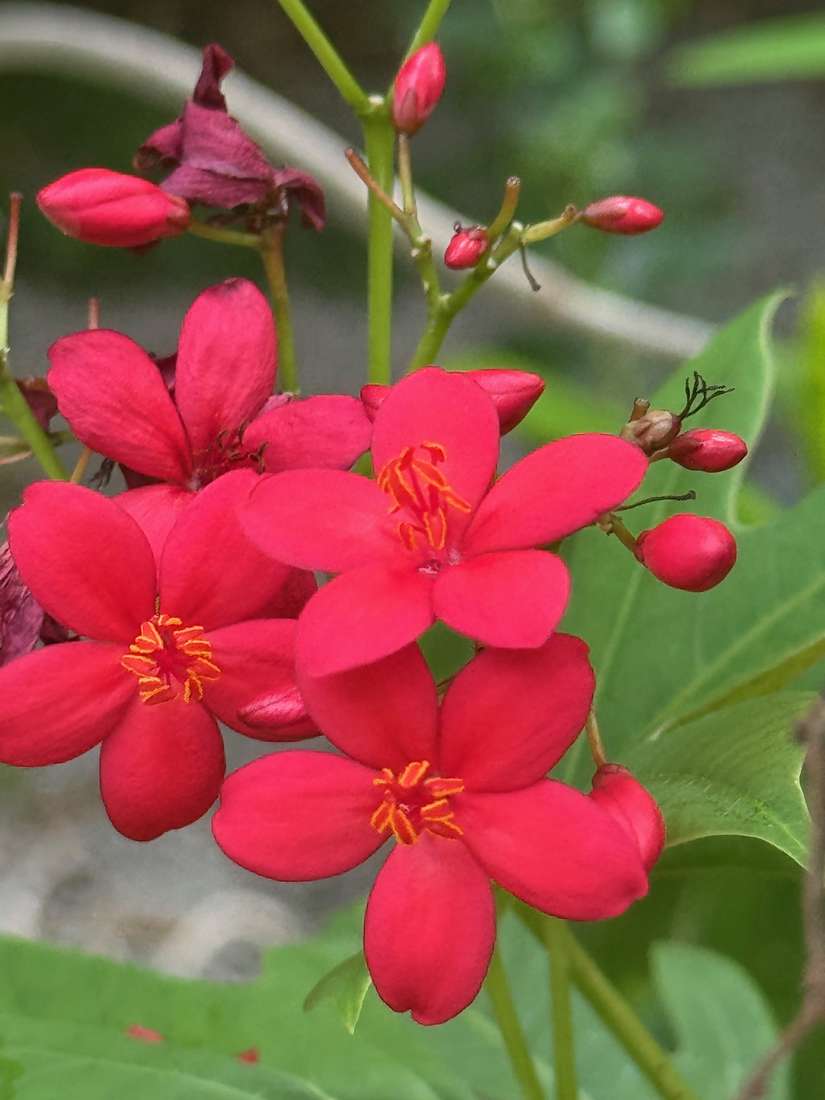 テイキンザクラ（提琴桜） 1