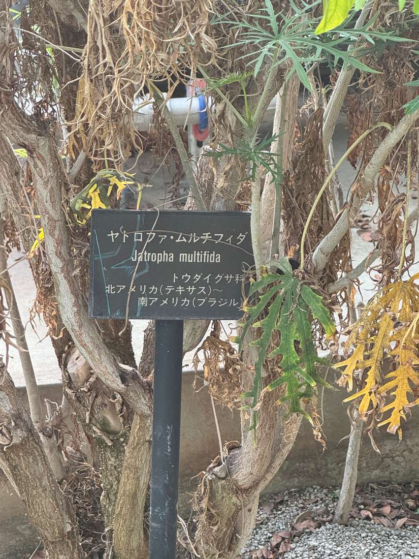 モミジバサンゴアブラギリ（紅葉葉珊瑚油桐） 1