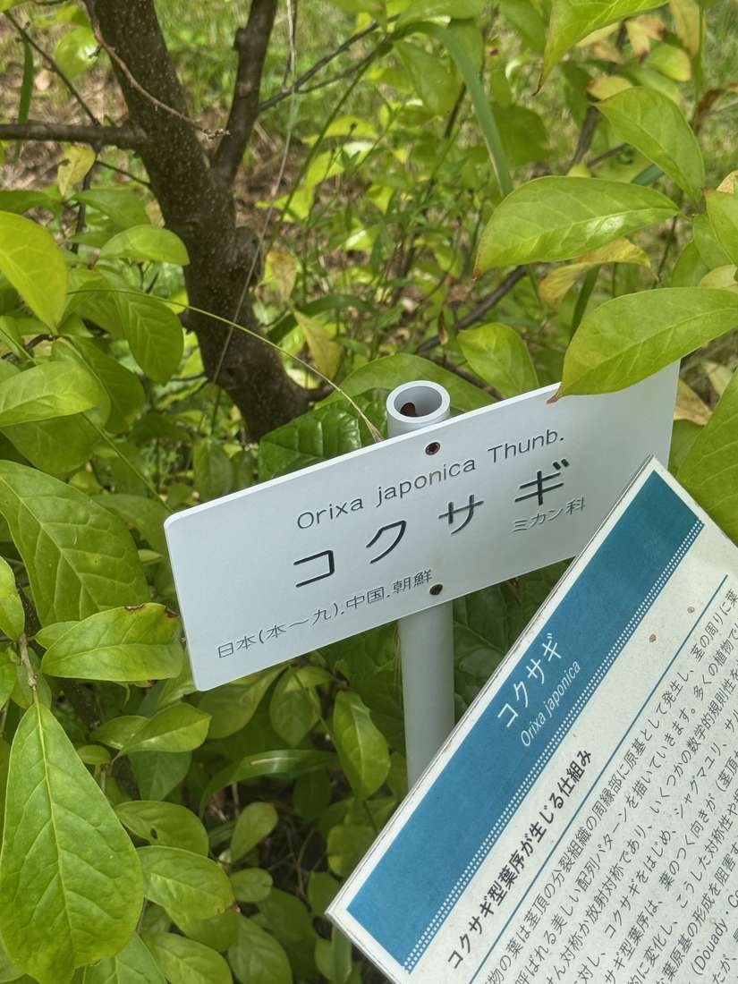 コクサギ（小臭木） 1