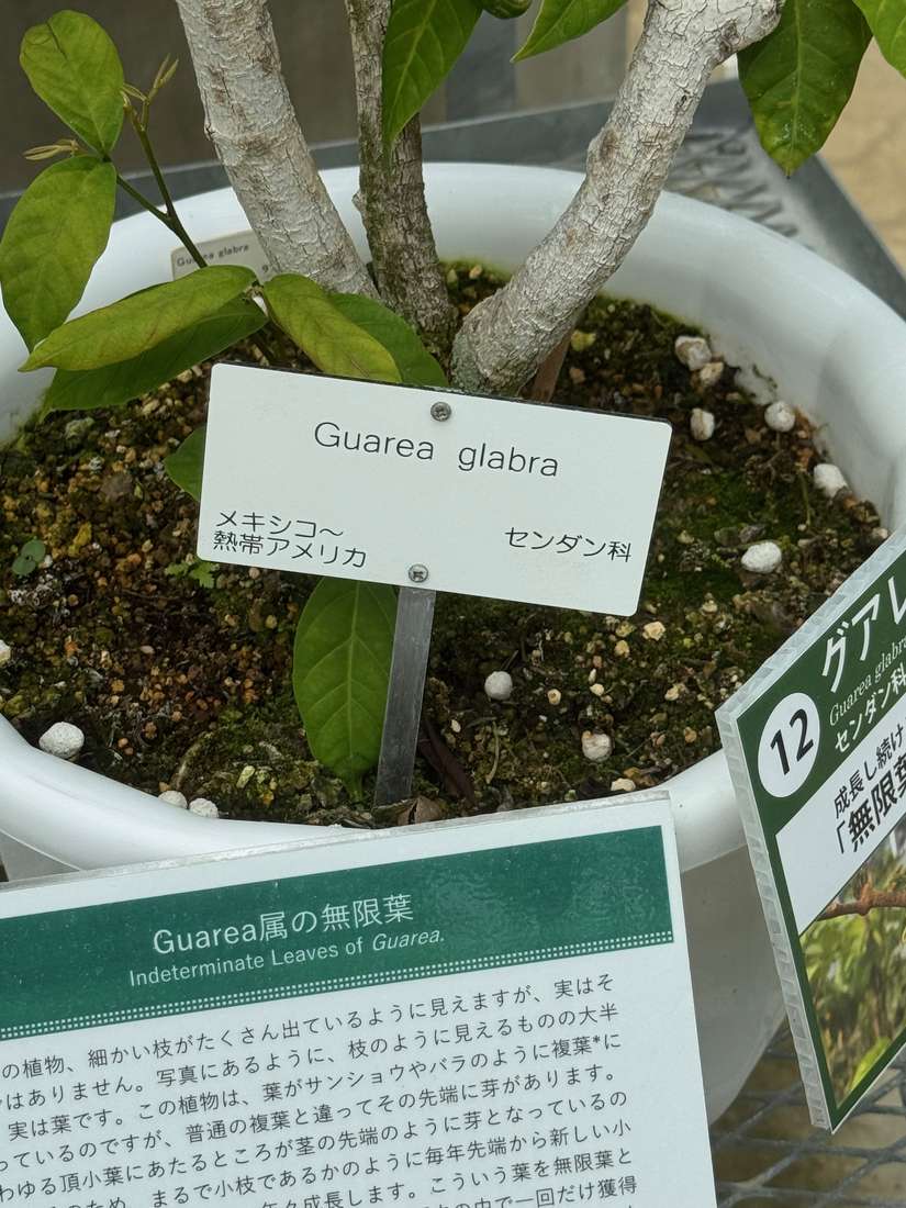 グアレア・グラブラ（植物园多直接使用学名 1