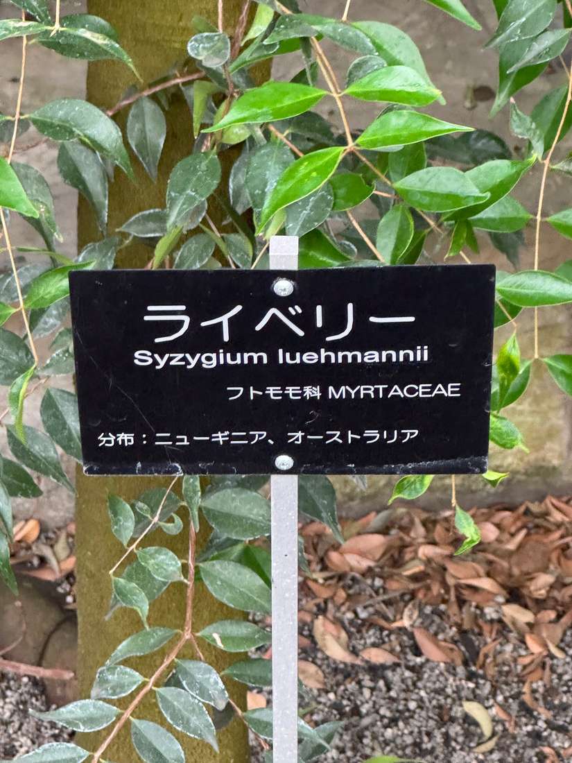 ライベリー、シジギウム・ルーマニー 1