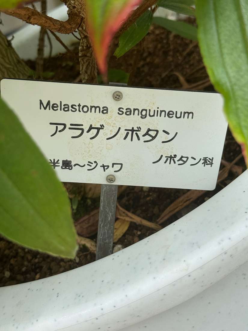 アラゲノボタン 1