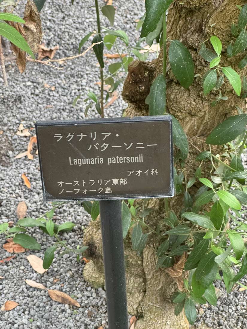 ラグナリア・パターソニー 1