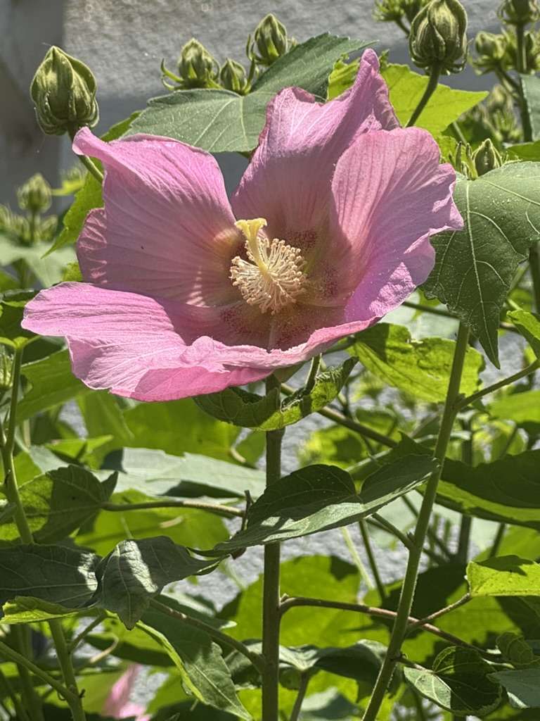 フヨウ（芙蓉） 1