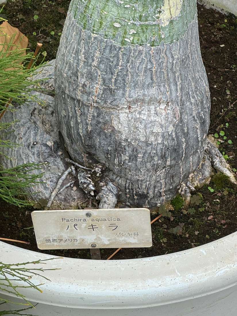 パキラ 1