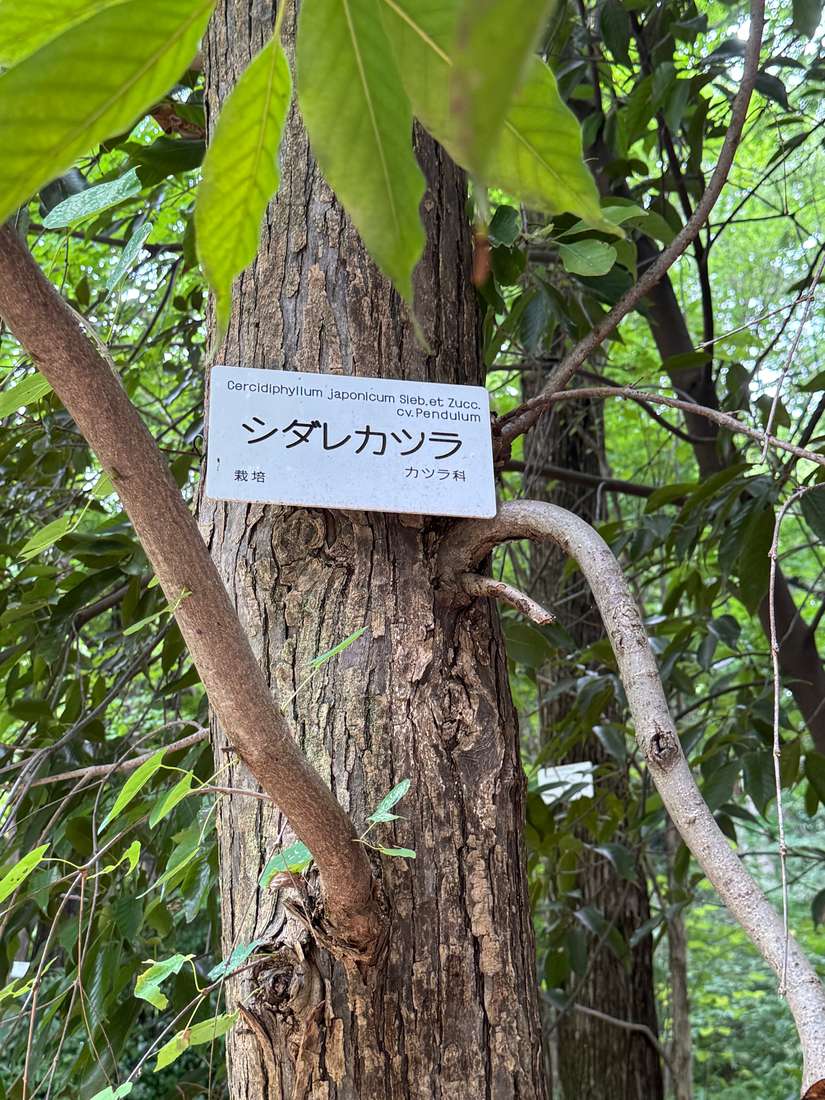 カツラ（桂） 1