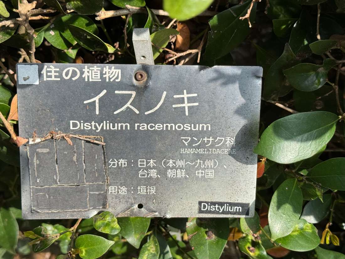 イスノキ（蚊母樹） 1