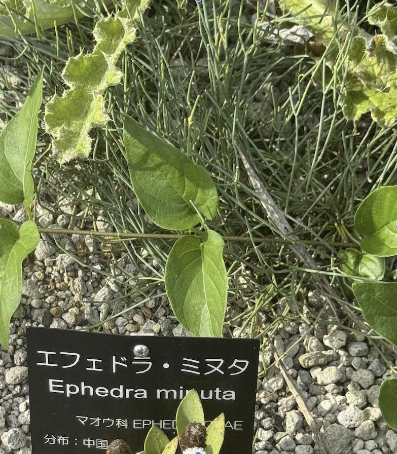 エフェドラ・ミヌタ（植物园标牌名） 1